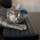 Illustration for article titled Cat Sucks At iElite Dangerous/iem/em